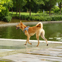 Load image into Gallery viewer, Instachew PETKIT Air Pro Dog Harness
