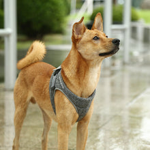 Load image into Gallery viewer, Instachew PETKIT Air Pro Dog Harness