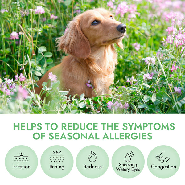 Pet Vet Allergy Relief Chews for Dogs