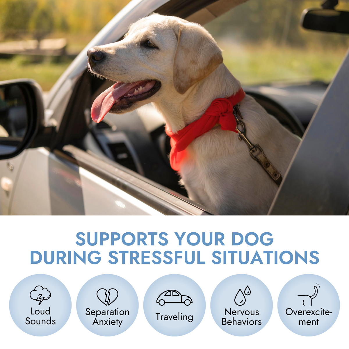 Pet Vet Calming Chews for Dogs