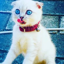 Load image into Gallery viewer, Heart Charm &amp; Bell Cat Collar