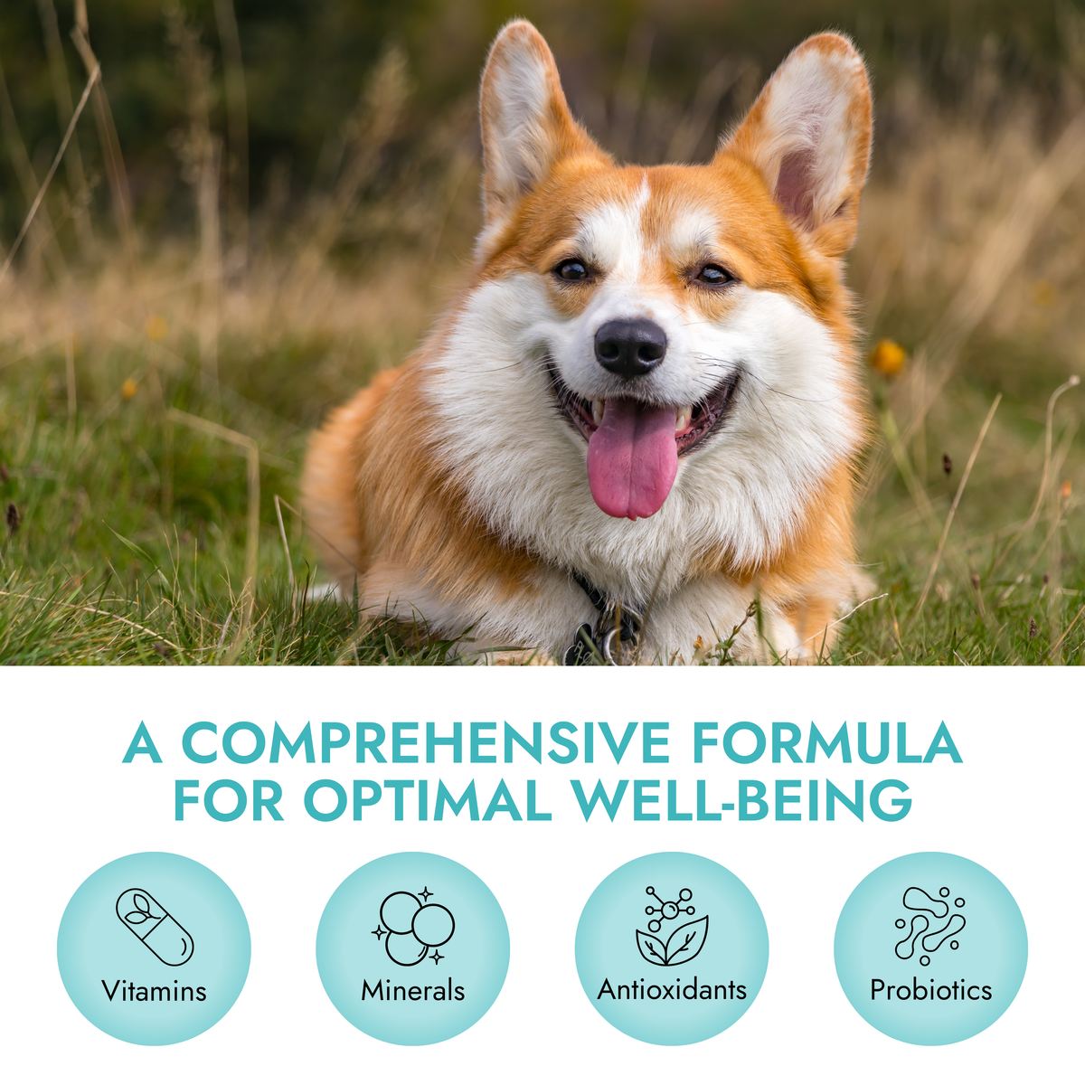Pet Vet Multi Soft Chews for Dogs